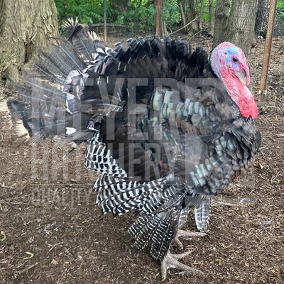 Broad Breasted Bronze Day Old Turkey Poults - Ship w/Heritage
