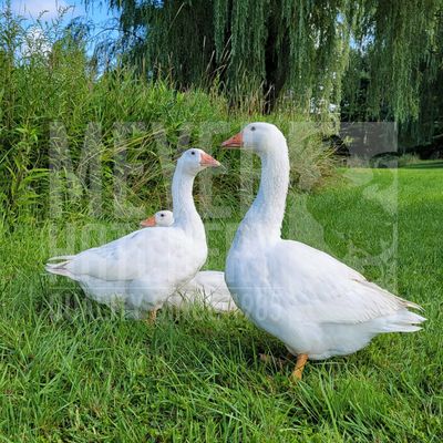 White Embden Day Old Goslings