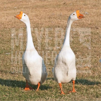 White Chinese Day Old Goslings