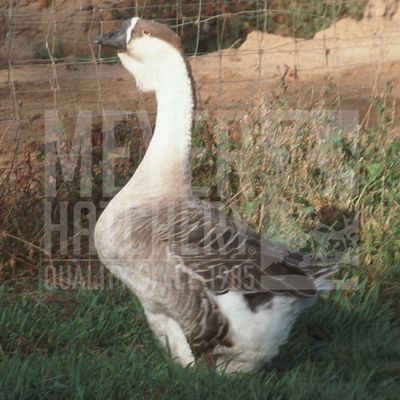 Super African Day Old Goslings