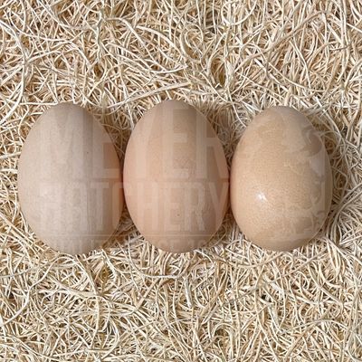 Buckeye Hatching Eggs