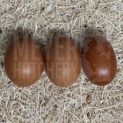 Black Copper Marans Hatching Eggs