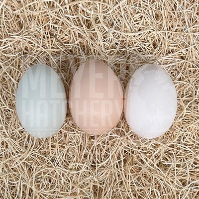 Green Queen Bantam Hatching Eggs