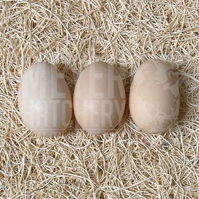 Buff Brahma Bantam Hatching Eggs