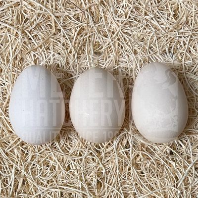 Mille Fleur Belgian Bearded d&#39;Uccle Bantam Hatching Eggs