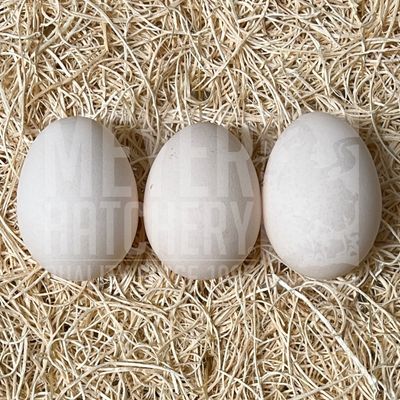 Porcelain Belgian Bearded d&#39;Uccle Bantam Hatching Eggs