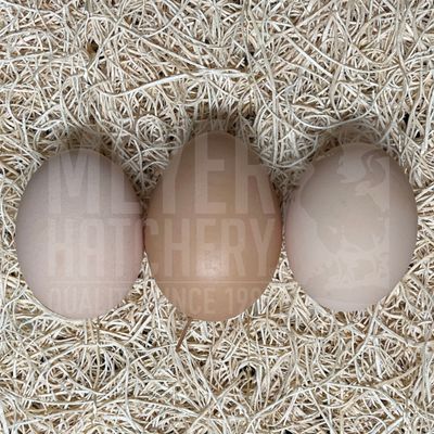 Barred Plymouth Rock Hatching Eggs