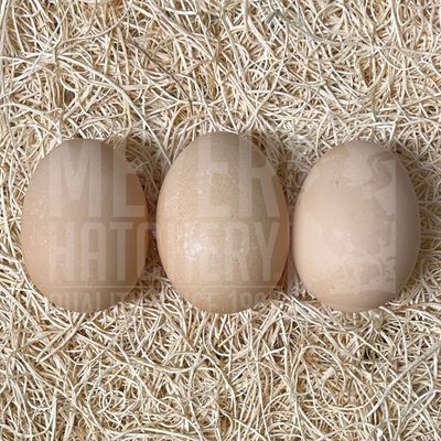 White Cochin Hatching Eggs