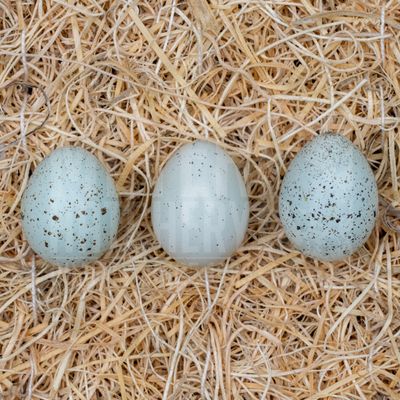 Celadon Coturnix Quail Hatching Eggs
