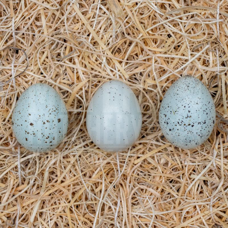 Celadon Coturnix Quail Hatching Eggs