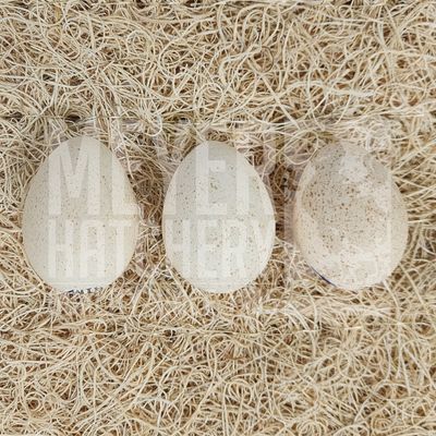 Meyer Hatchery&#39;s Signature Broad-Breasted White Turkey Hatching Eggs