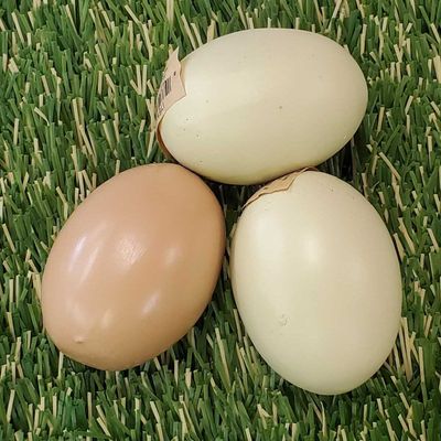 Wooden Eggs