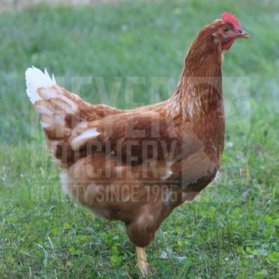 Golden Buff Started Pullet