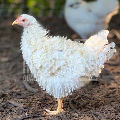 Frizzle (FS) Sapphire Jewel Day Old Chicks