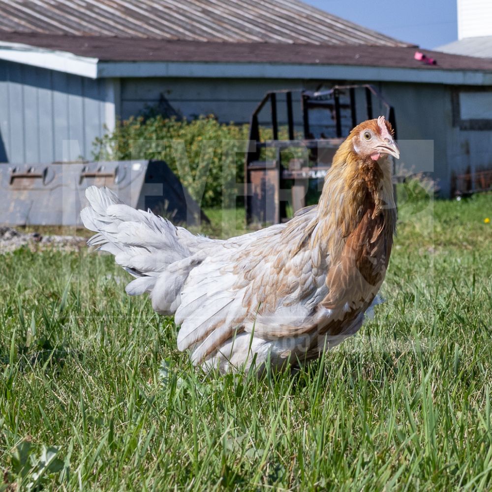 Blue (BBS) Partridge Leghorn Day Old Chicks, Gender: Female