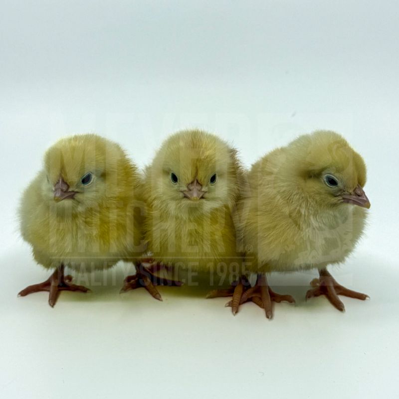 Basque Hen Day Old Chicks