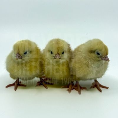 Basque Hen Day Old Chicks