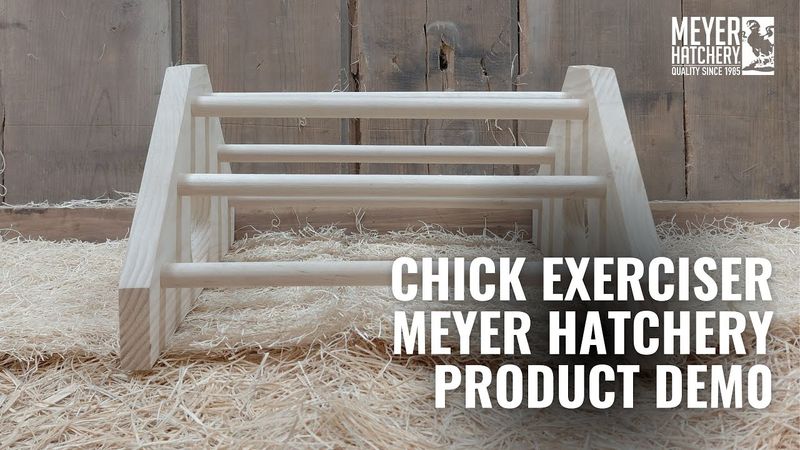 Chick Exerciser