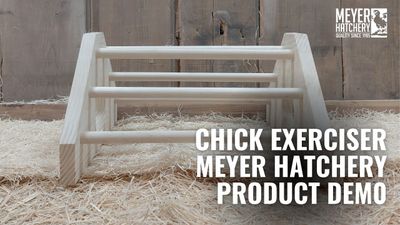 Chick Exerciser