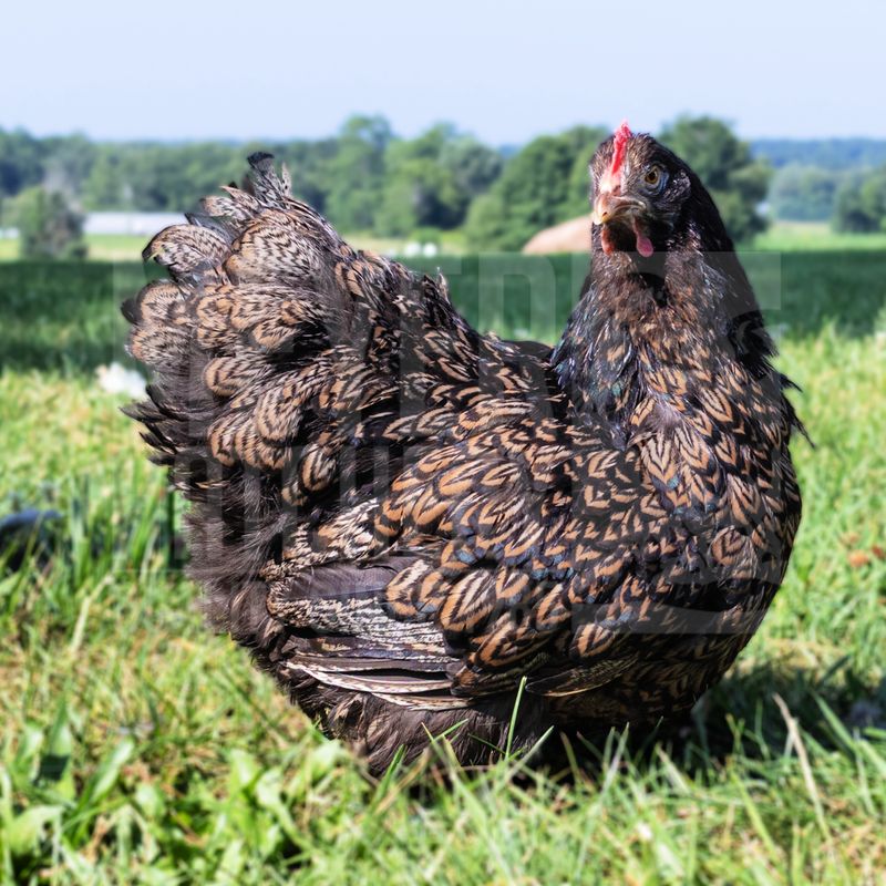 Silver Doubled Laced Barnevelder Day Old Chicks