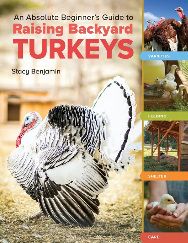 An Absolute Beginner&#39;s Guide to Raising Backyard Turkeys