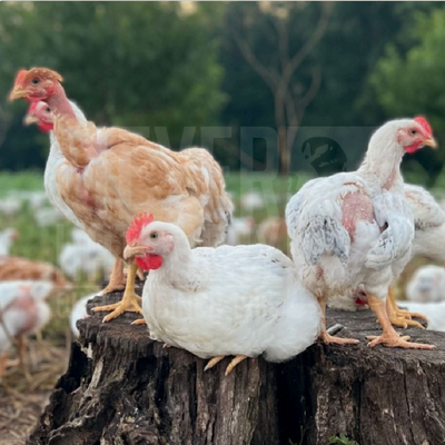 Pioneer Broiler Day Old Chicks - Ship Separate