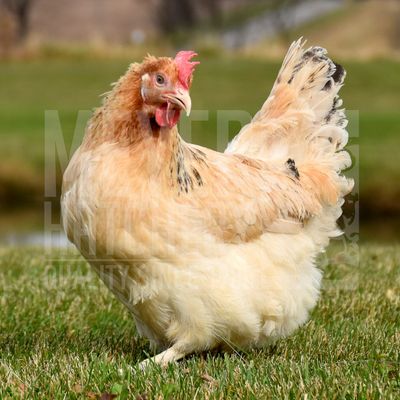 Pumpkin Spice Chickens