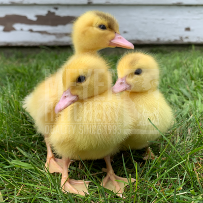 White Muscovy Day Old Ducklings