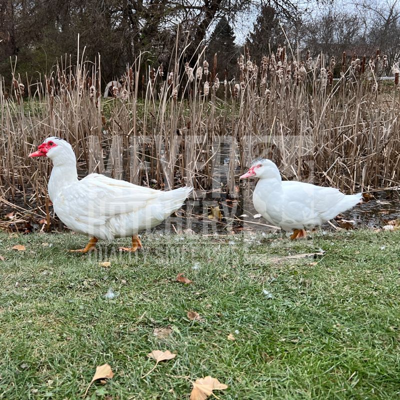 White Muscovy Day Old Ducklings