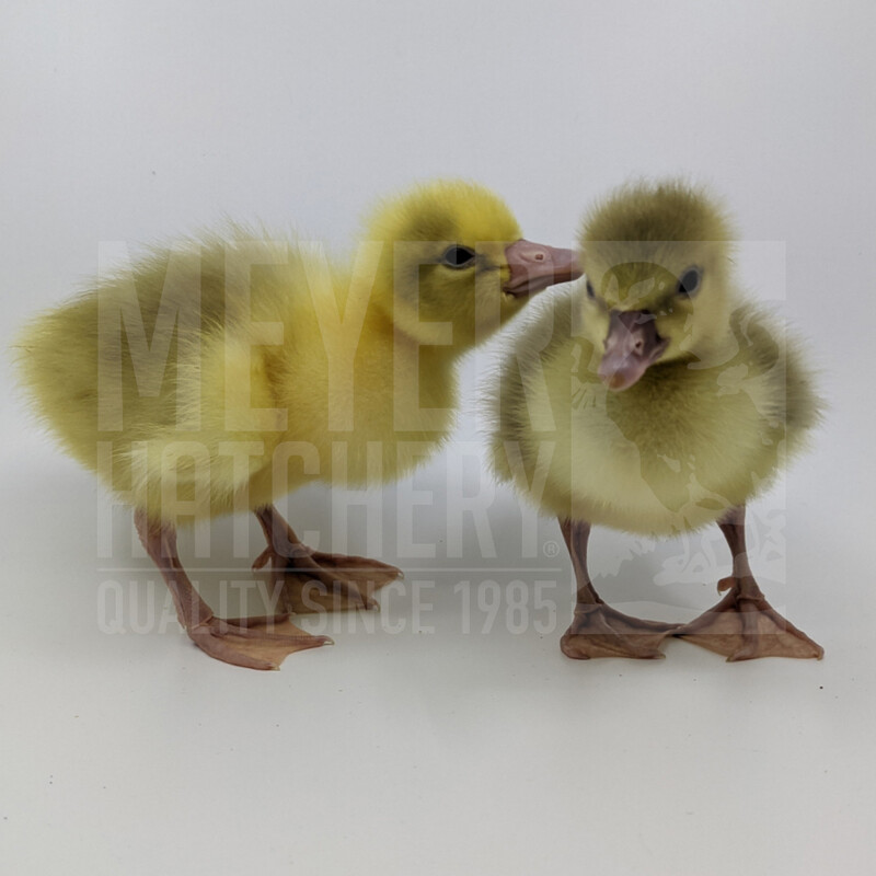 White Embden Day Old Goslings