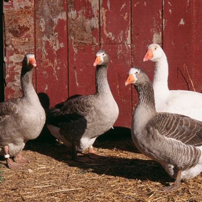 Pilgrim Day Old Goslings