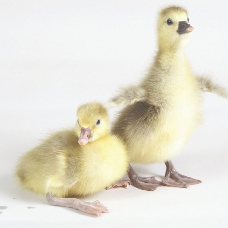 Pilgrim Day Old Goslings