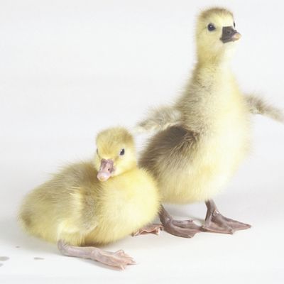 Pilgrim Day Old Goslings