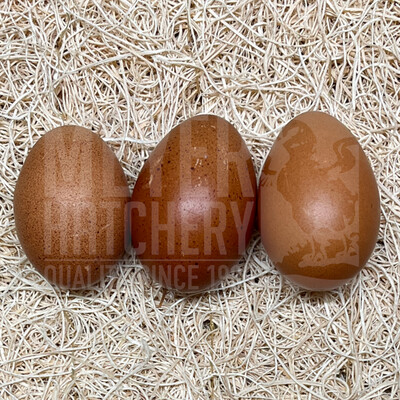 Blue (BBS) Birchen Marans Day Old Chicks