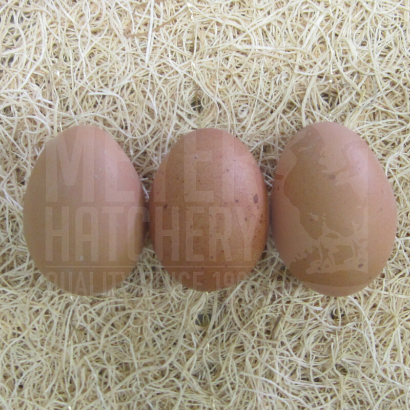 Blue Copper Marans Day Old Chicks