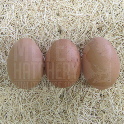 Blue Copper Marans Day Old Chicks