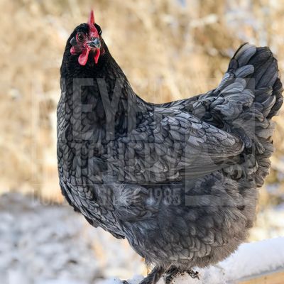 Blue Copper Marans Day Old Chicks Blue Copper Marans Day Old Chicks