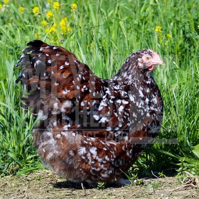 Jubilee Orpington Day Old Chicks