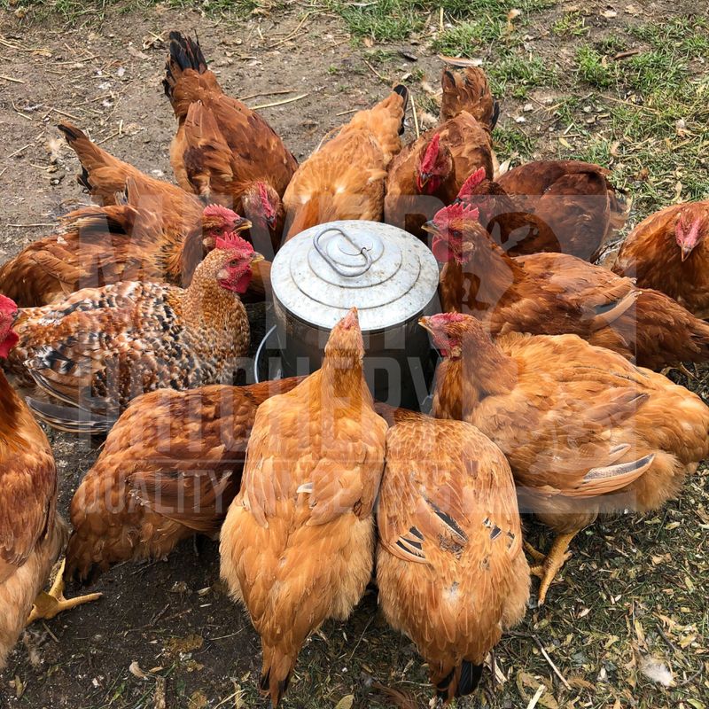 Rainbow Ranger Broiler Day Old Chicks