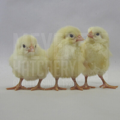 Cornish Cross Broiler Day Old Chicks