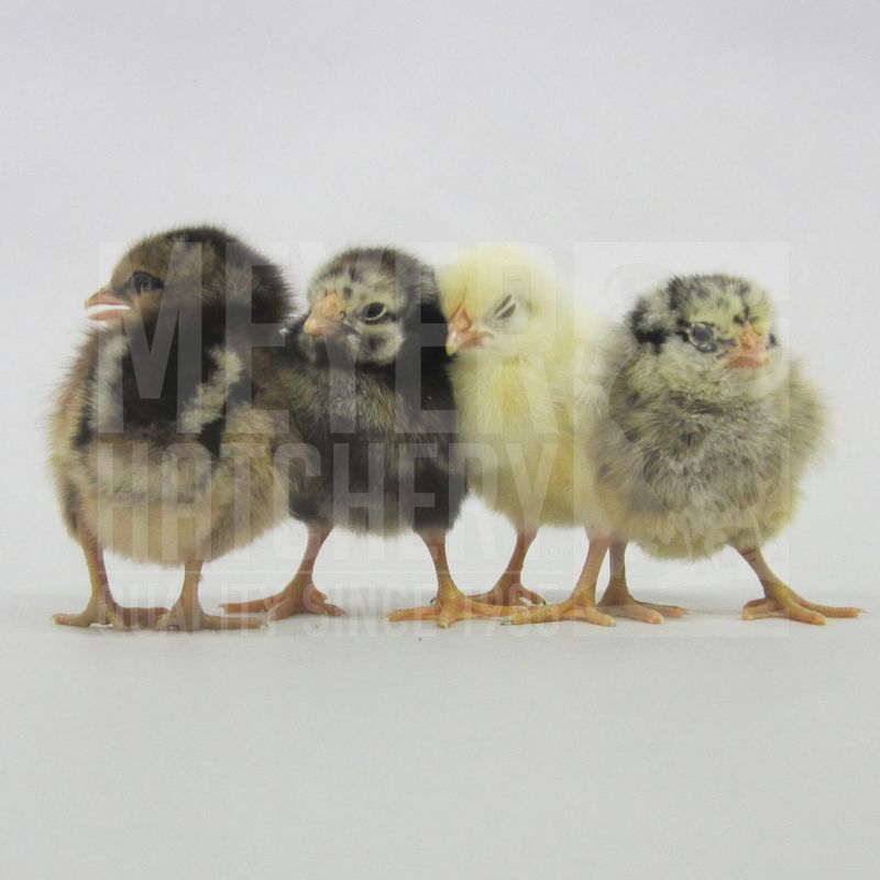 Fry Pan Bargain Day Old Chicks