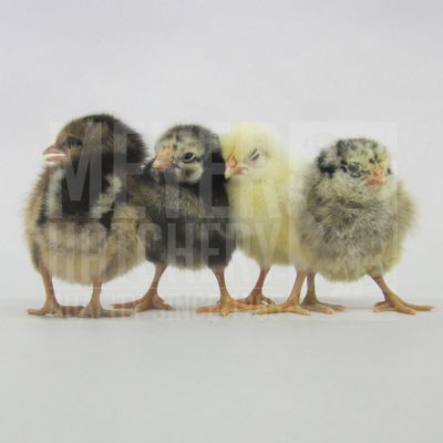 Fry Pan Bargain Day Old Chicks