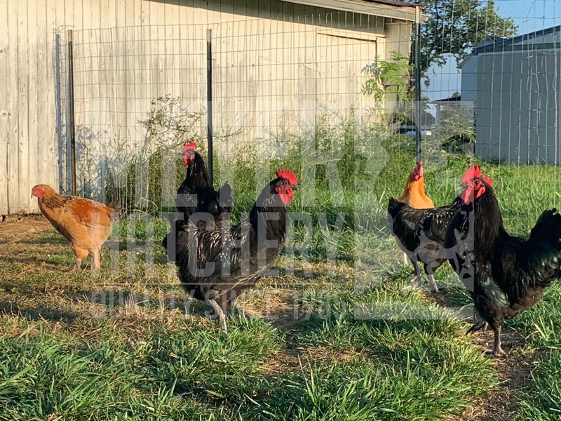 Fry Pan Bargain Day Old Chicks