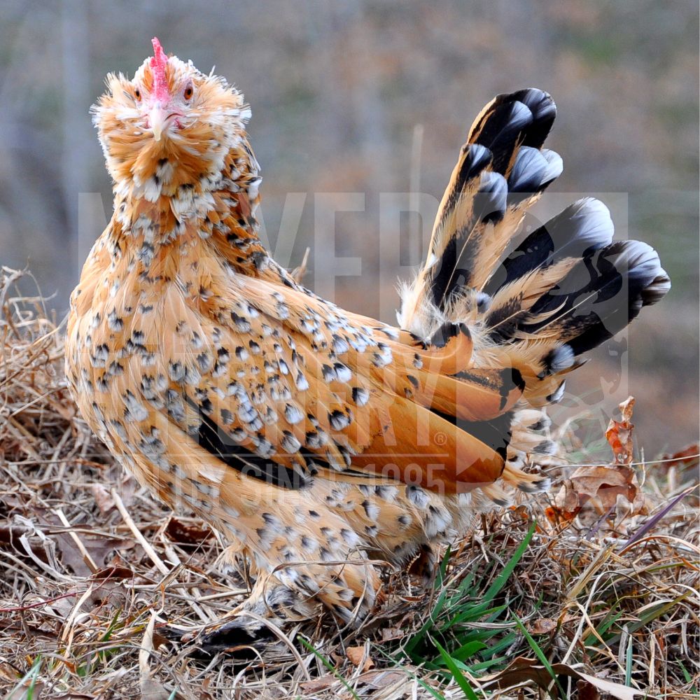 Mille Fleur Belgian Bearded d'Uccle Bantam Day Old Chicks, Gender: Female