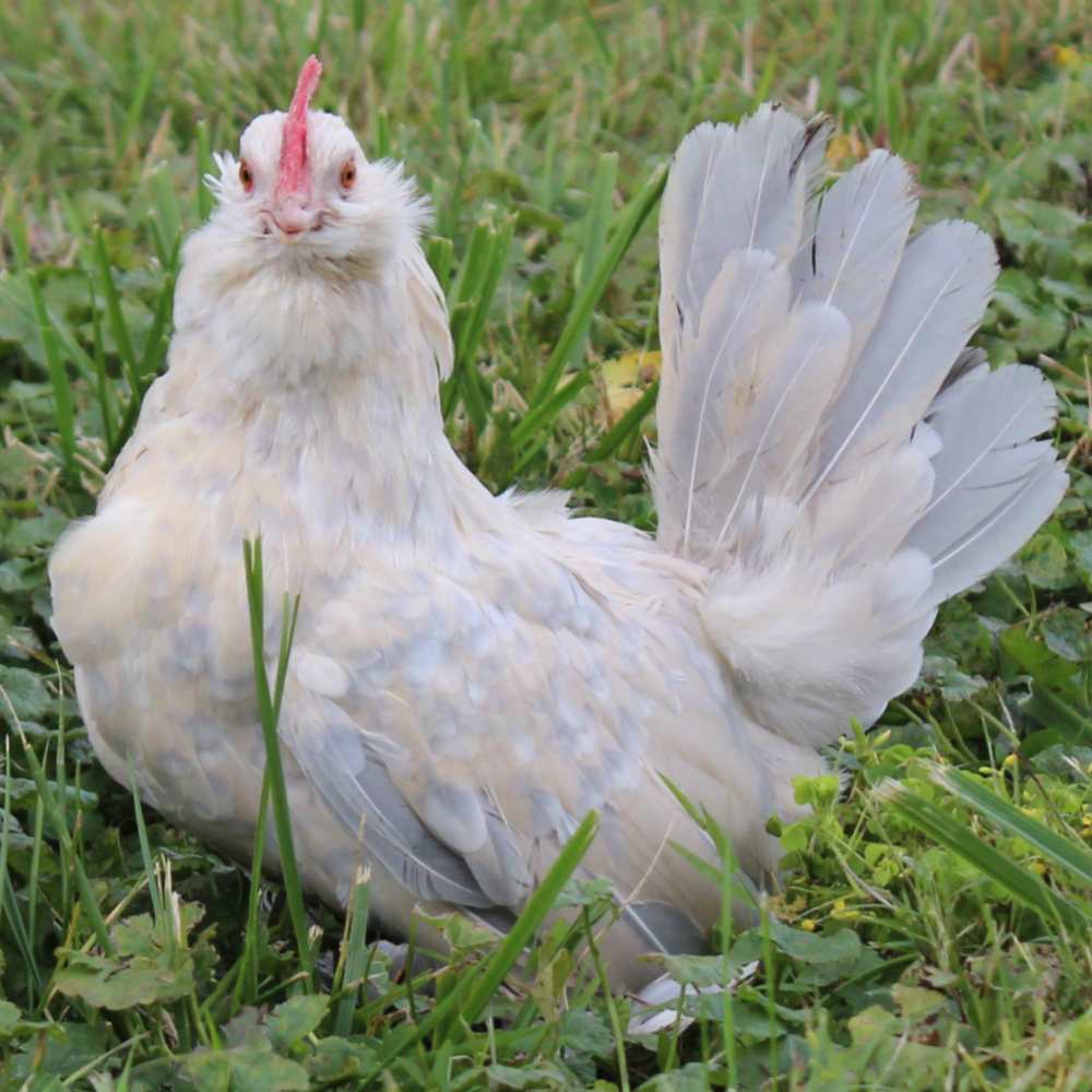 Porcelain Belgian Bearded d'Uccle Bantam Day Old Chicks, Gender: Female
