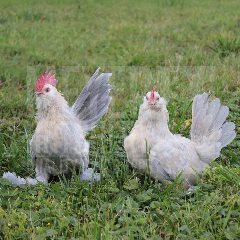 Porcelain Belgian Bearded d'Uccle Bantam Day Old Chicks
