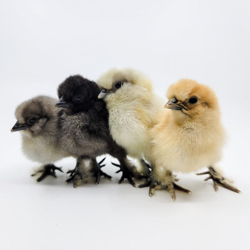 Assorted Silkie Bantam Day Old Chicks