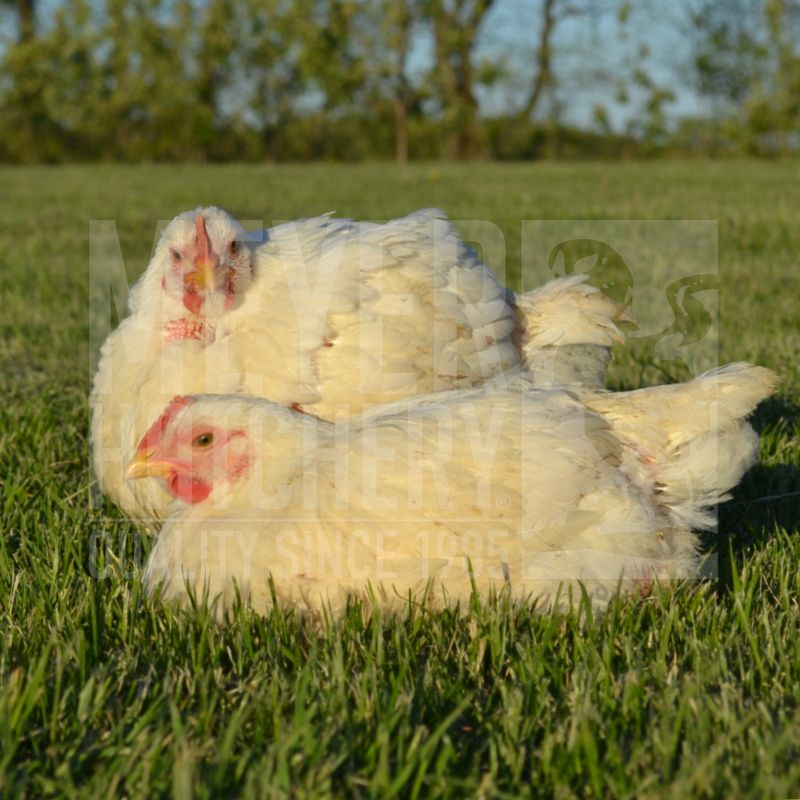 Cornish Cross Broiler Day Old Chicks - Optional Marek's and Cocci Vaccinations - Ship Separate
