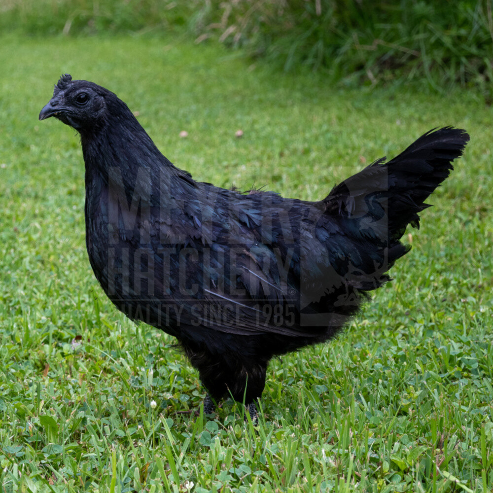 Ayam Cemani Day Old Chicks, Gender: Female