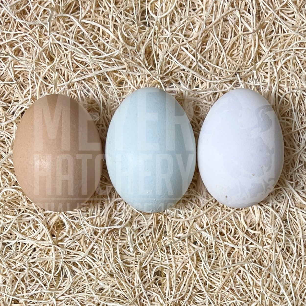 Frizzle (FS) Easter Egger Hatching Eggs